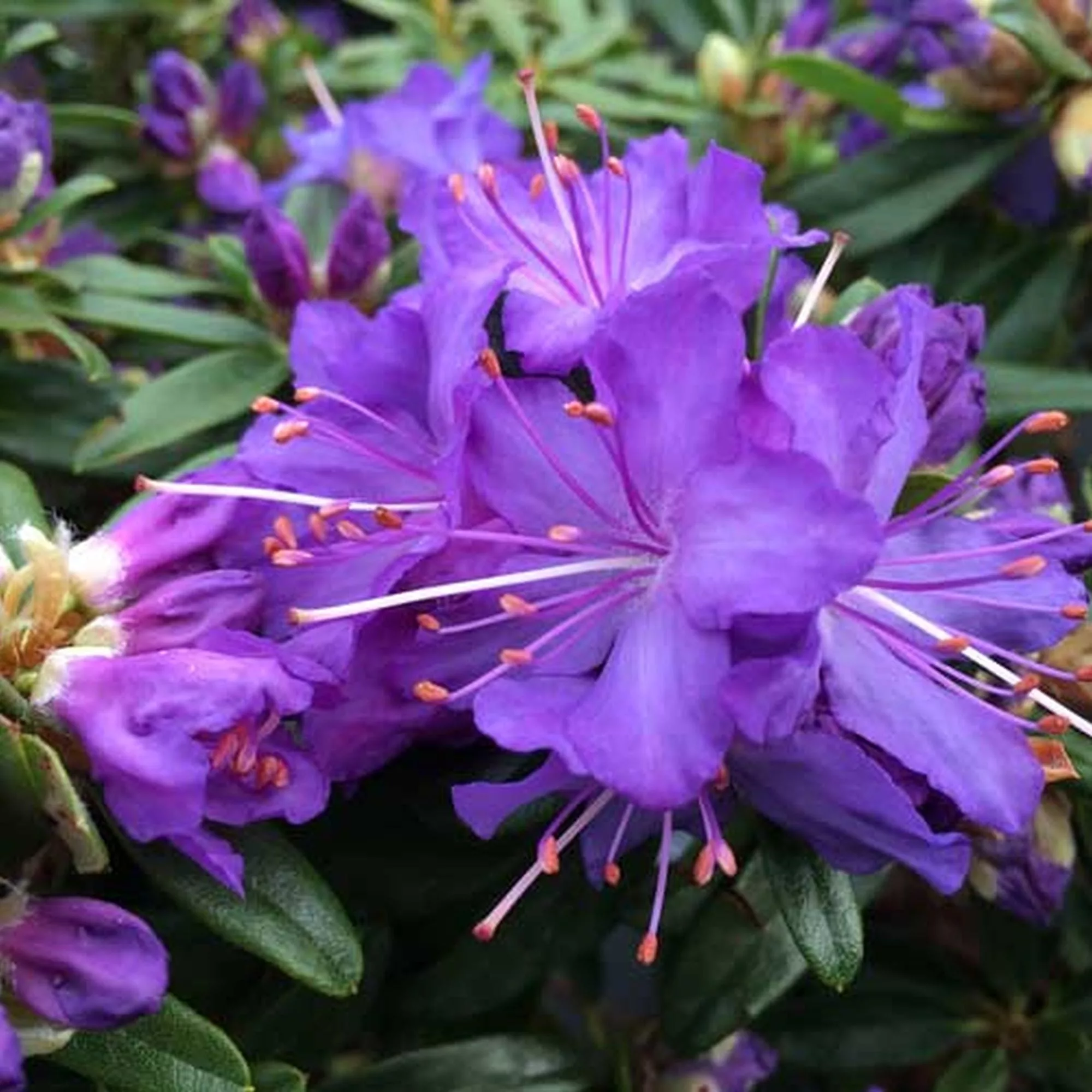 Azalea japonica "Night Sky"