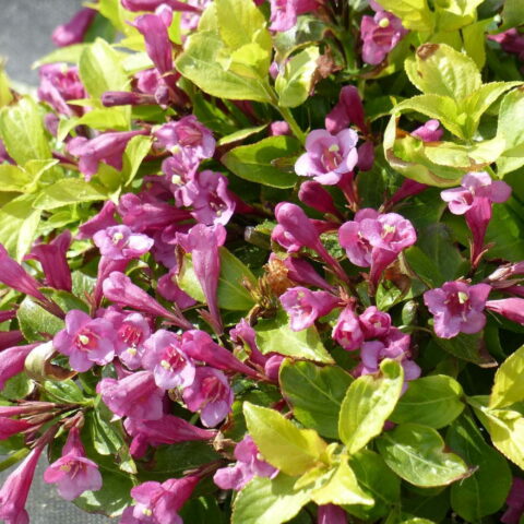 Weigela florida "Rumba"