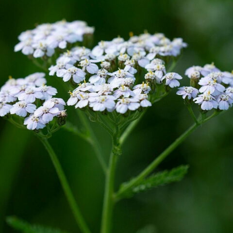 Achillea millefolium "White Beauty"