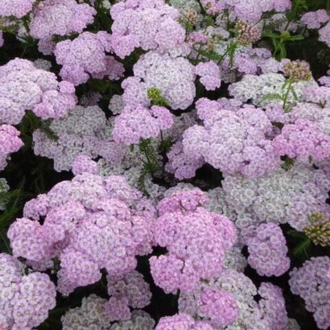 Achillea millefolium "Rainbow Ending Blue"