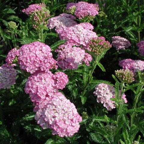 Achillea millefolium "Appleblossom"