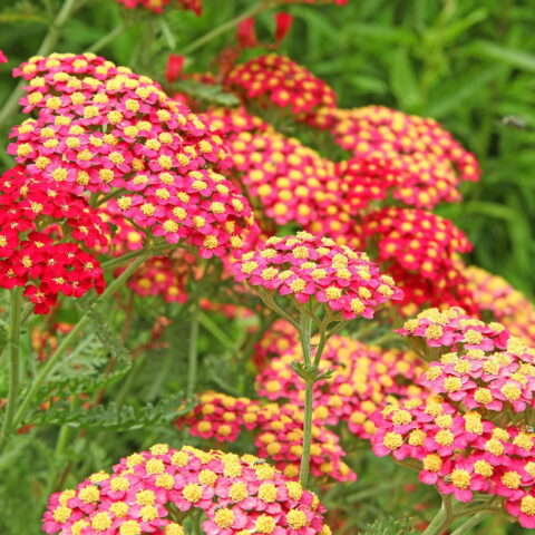 Achillea millefolium "Paprika"