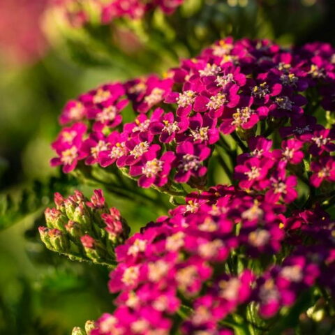Achillea millefolium "Milly Rock Pink"