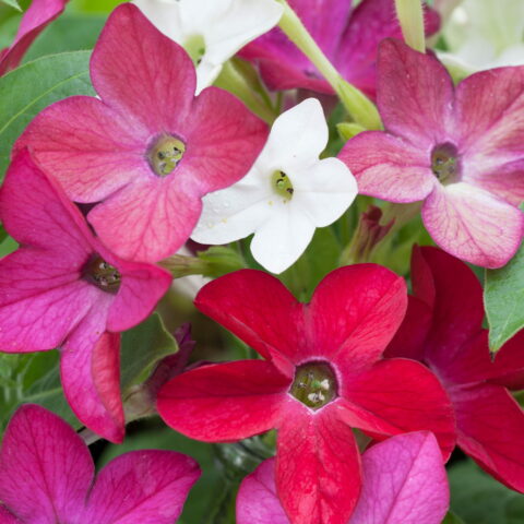 Nicotiana alata
