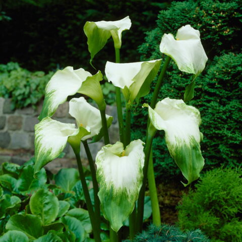 Zantedeschia aethiopica "Green Goddess"