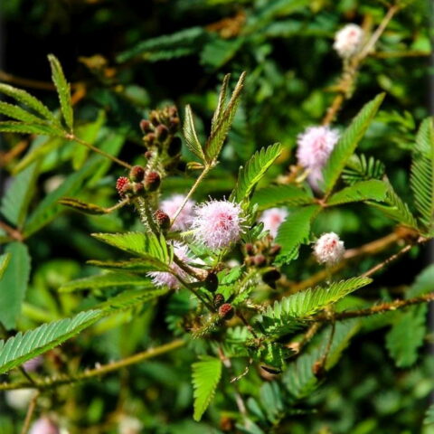 Mimosa polycarpa var. spegazzinii