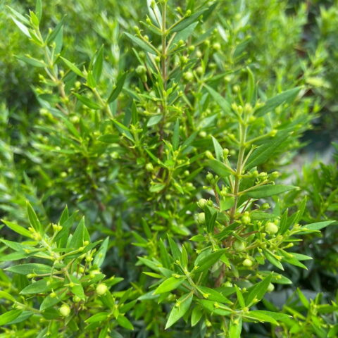 Myrtus communis "Microphylla"