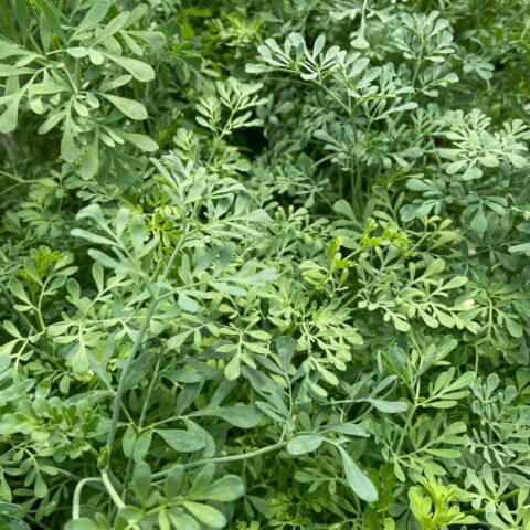 Ruta graveolens