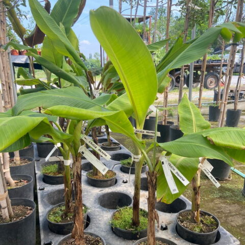 Musa "Gruesa palmera"