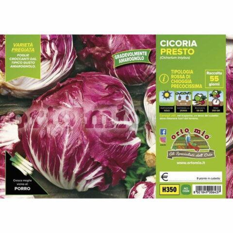 Cicoria e Radicchio Rosso di Chioggia precoce "Presto-Indigo F1"