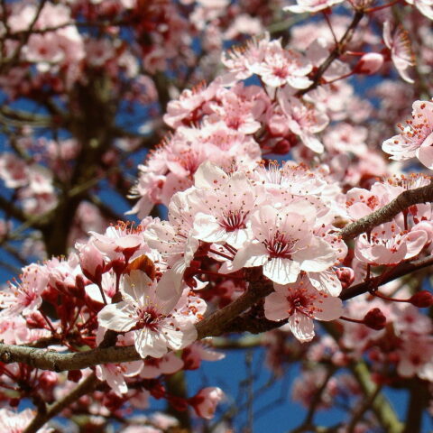 Prunus pissardii "Nigra"