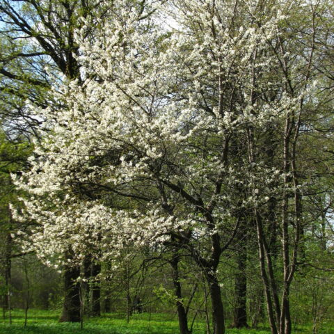 Prunus avium