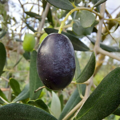 Olea europaea "Frantoio"