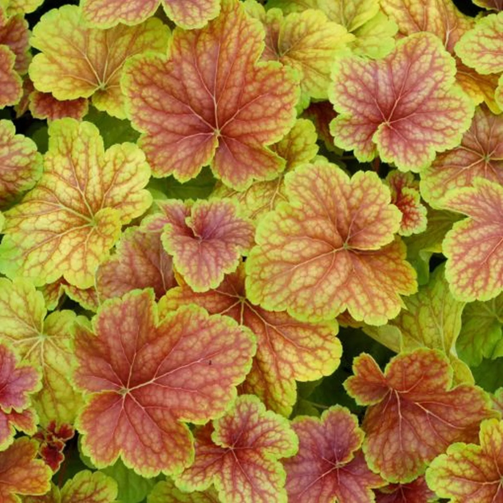 Heuchera "Delta Dawn"