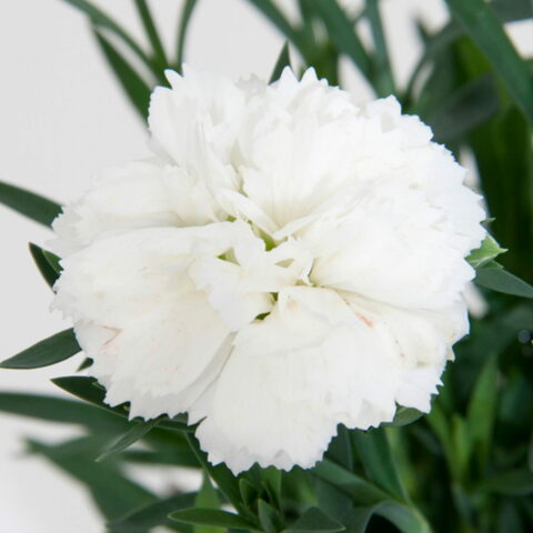 Dianthus caryophyllus "Oscar White"