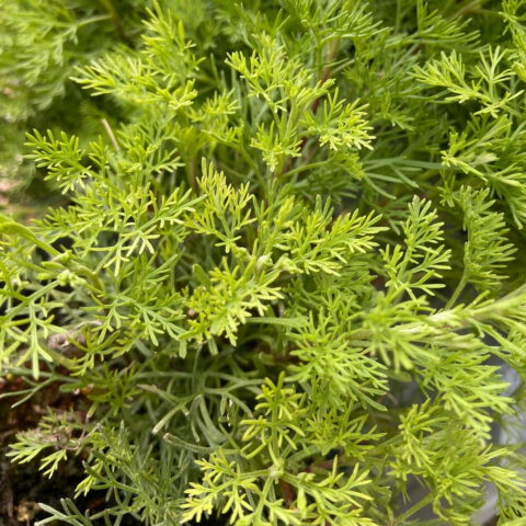 Cola plant