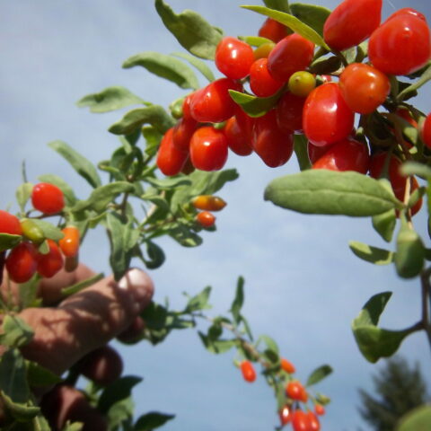 Goji rosso