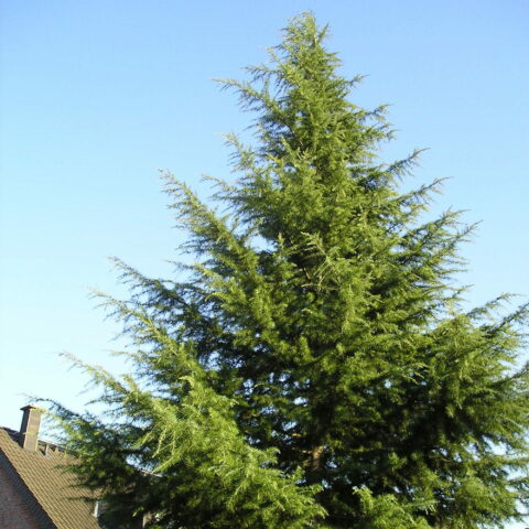 Cedrus deodara