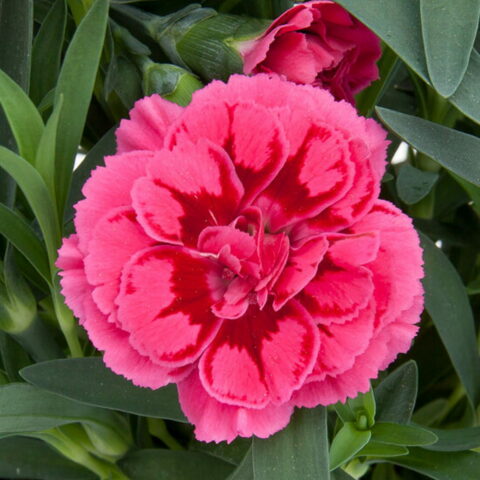 Dianthus caryophyllus "Oscar Purple"
