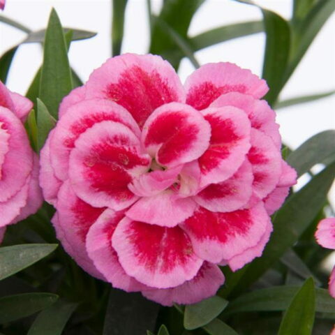 Dianthus caryophyllus "Oscar Violet and Pink"