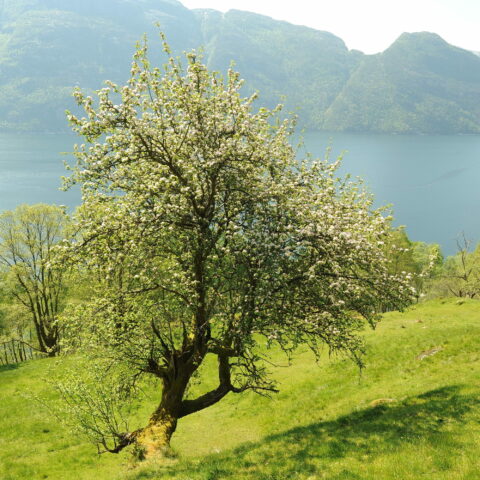 Malus sylvestris