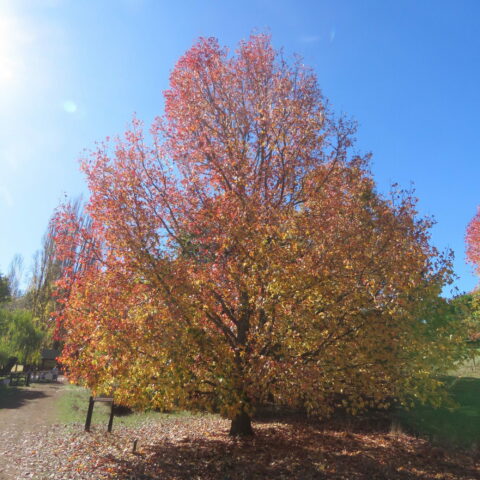 Liquidambar styraciflua