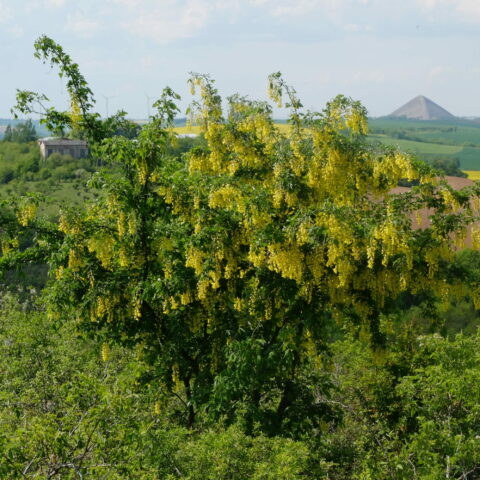 Laburnum anagyroides
