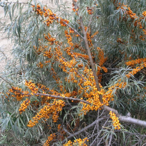 Hippophae rhamnoides"Leikora" - femmina