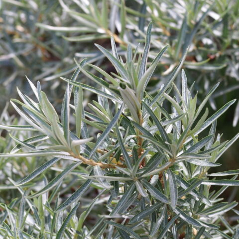 Hippophae rhamnoides - maschio