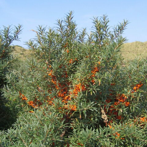 Hippophae rhamnoides"Friesdorfer Orange" - femmina