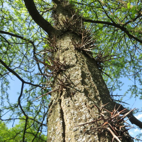 Gleditsia triacanthos