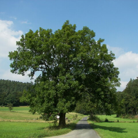 Fraxinus excelsior