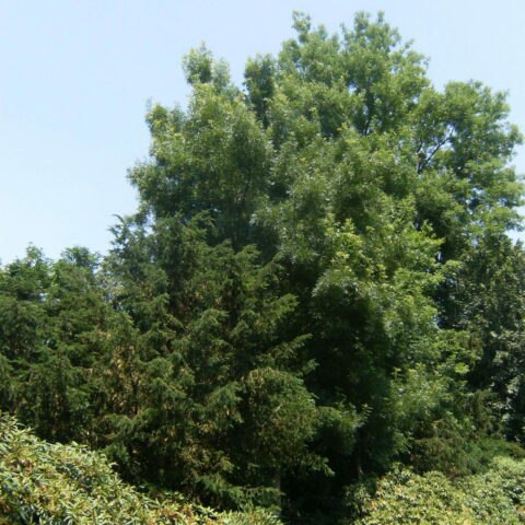 Fraxinus angustifolia "Raywood"