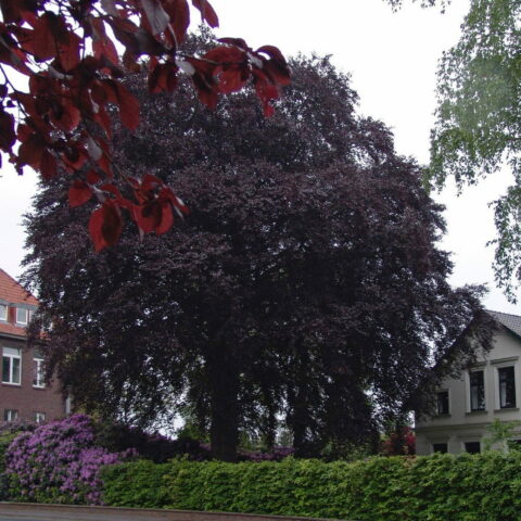 Fagus sylvatica "Swat Magret"