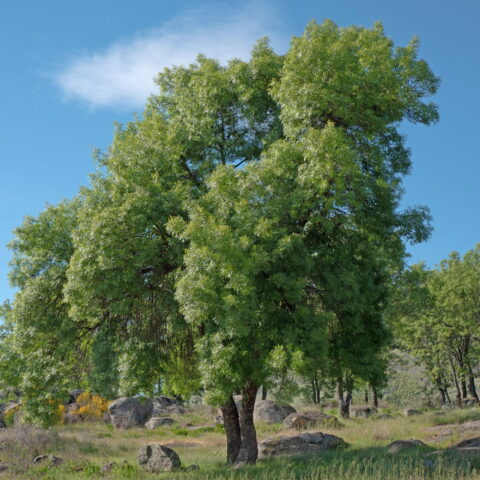 Fraxinus angustifolia