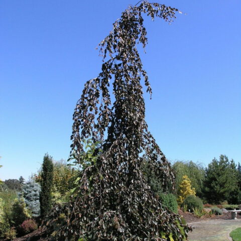 Fagus sylvatica "Purple Fountain"