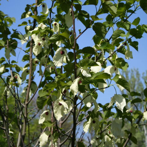Davidia involucrata