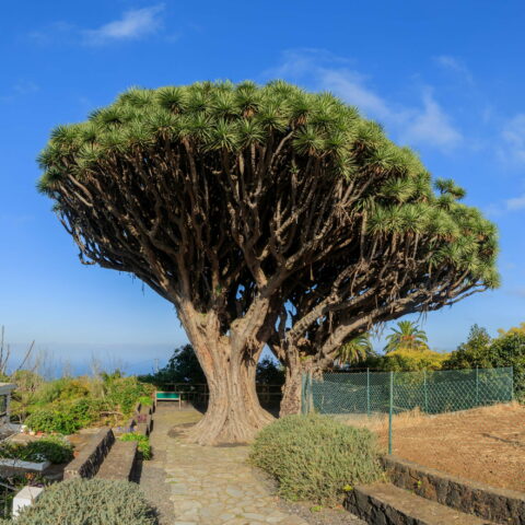 Dracaena draco