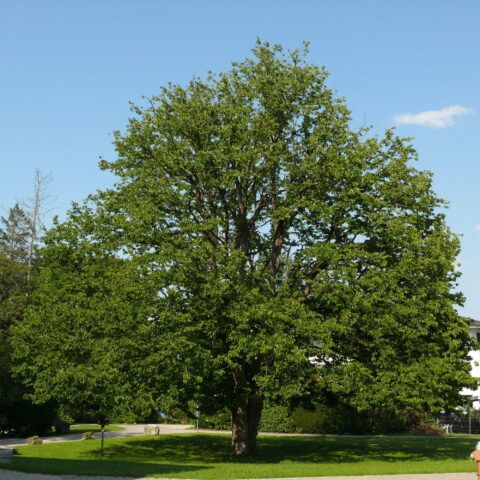 Corylus colurna