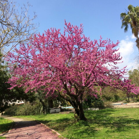 Cercis siliquastrum