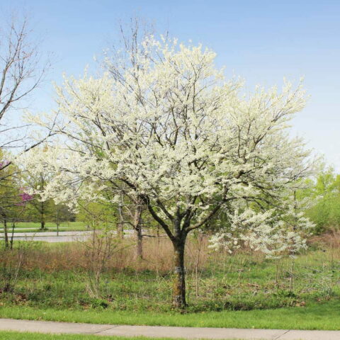 Cercis canadensis "Royal White"