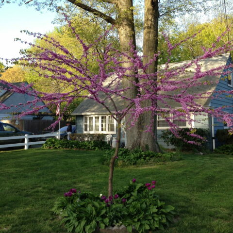 Cercis canadensis - alberello