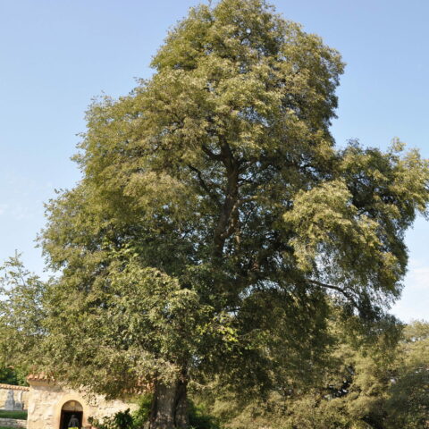 Celtis australis