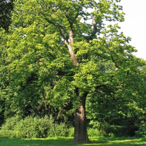 Castanea sativa