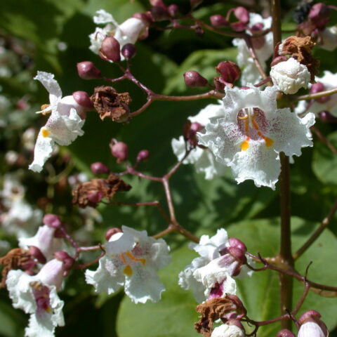 Catalpa x erubescens "Purpurea"