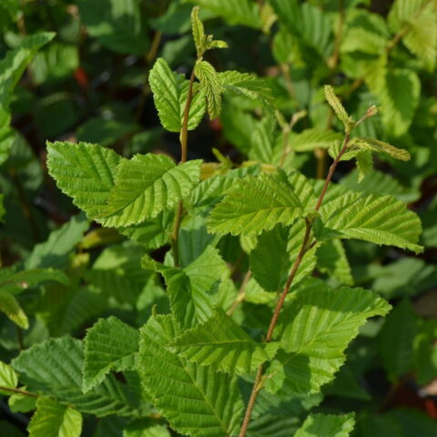 Carpinus betulus "Summergumm"