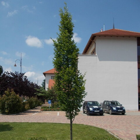 Carpinus betulus "Fastigiata"