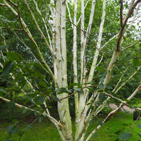 Betula utilis "Doorenbos"