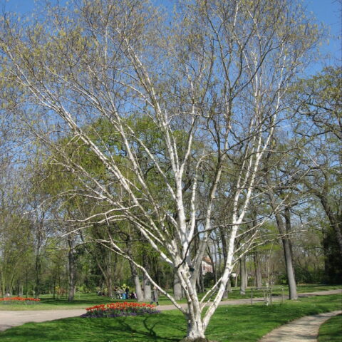 Betula utilis "Jacquemontii"