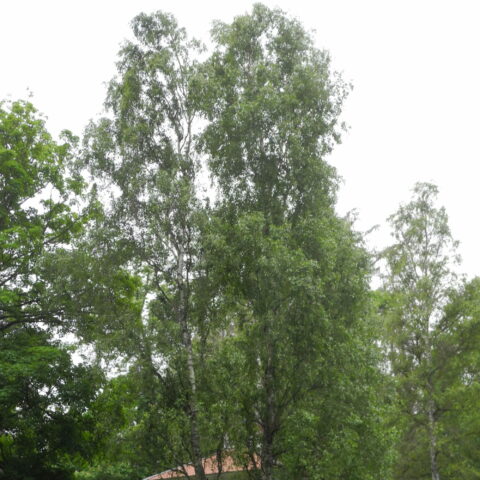 Betula pendula "Fastigiata"